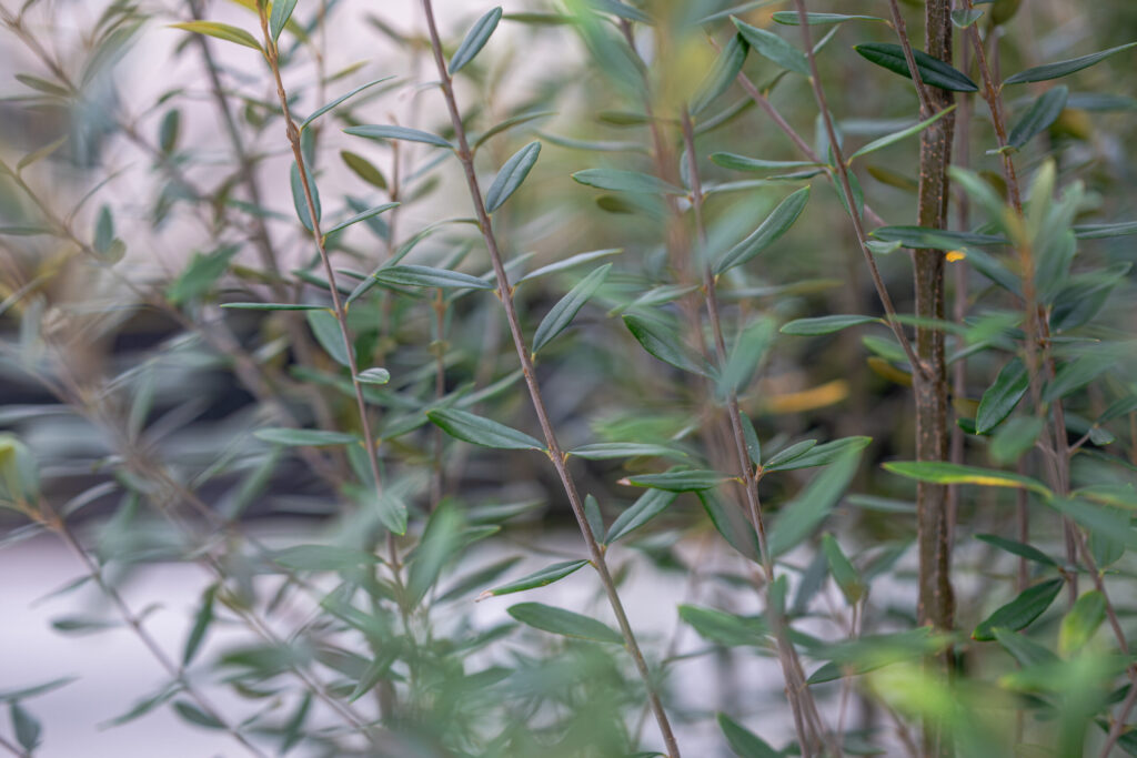 大阪府 極上のアウトドアラウンジをご自宅にの画像| 風姿|自然と空間の永遠の調和|外部空間デザイン・グラン