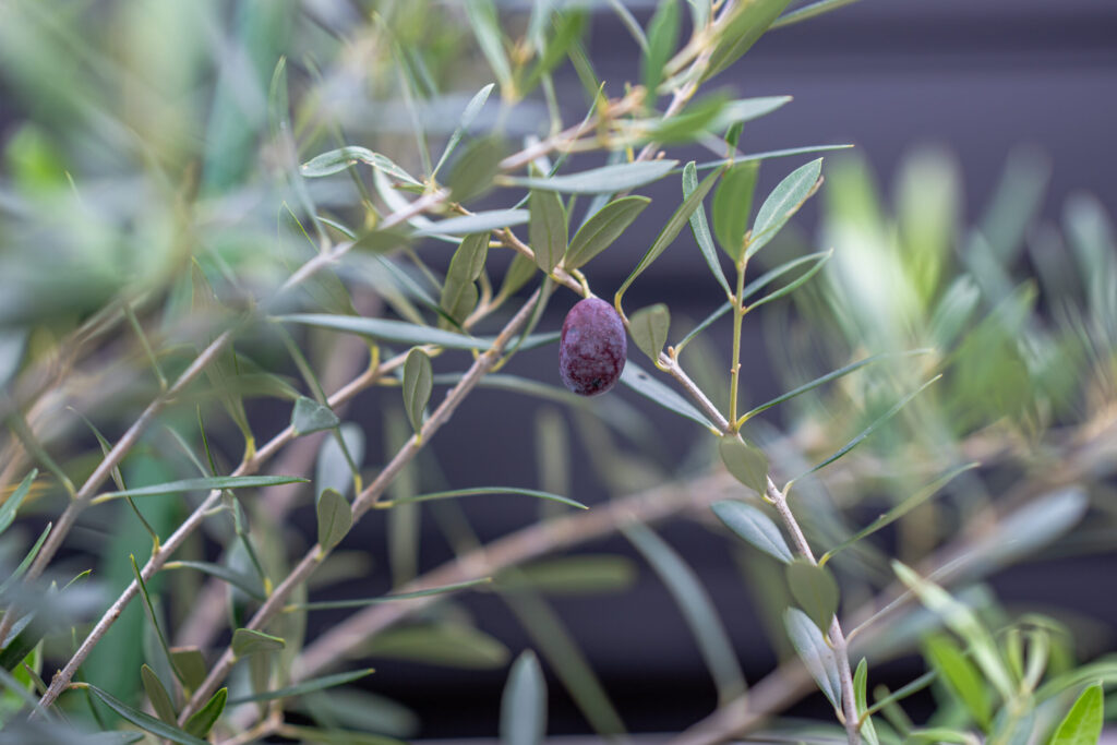 大阪府 極上のアウトドアラウンジをご自宅にの画像| 風姿|自然と空間の永遠の調和|外部空間デザイン・グラン